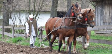 Pokaz orki konnej i prac polowych