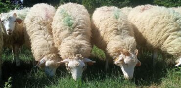 Owce na Zamku w Janowcu